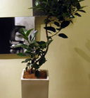 green & plants[02]