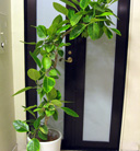 green & plants[03]