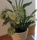 green & plants[04]