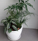 green & plants[05]