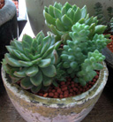 green & plants[07]