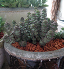 green & plants[08]
